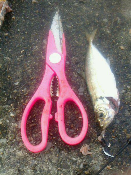 サバ～アジ～アジ～